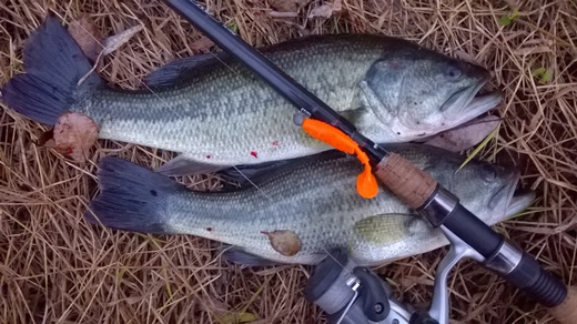 Black bass