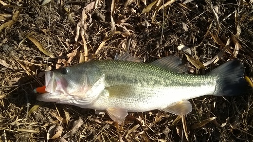 Black bass 1