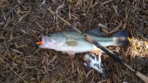 Black bass 2