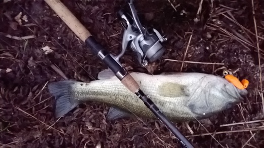 Black bass 4