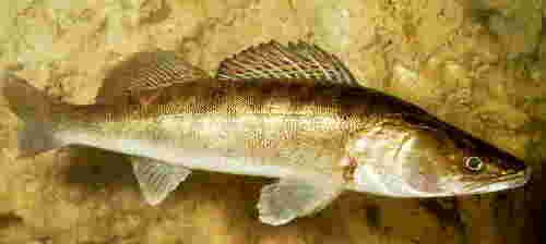 candat-v.jpg