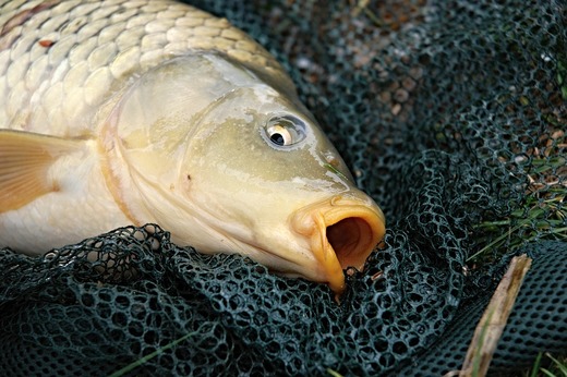 carp-317196_960_720.jpg