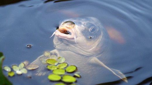 carp-440630_960_720.jpg