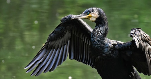 cormorant-3721174_1920.jpg