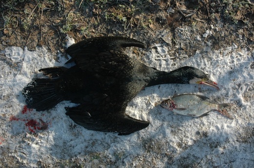 DSC_0142.JPG