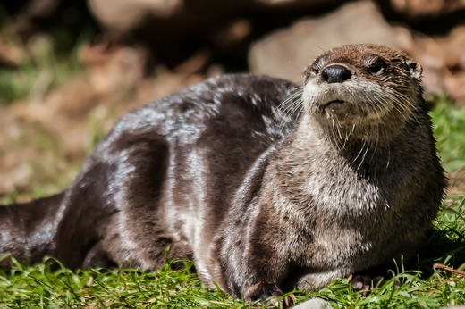 mammal-219848_1280.jpg