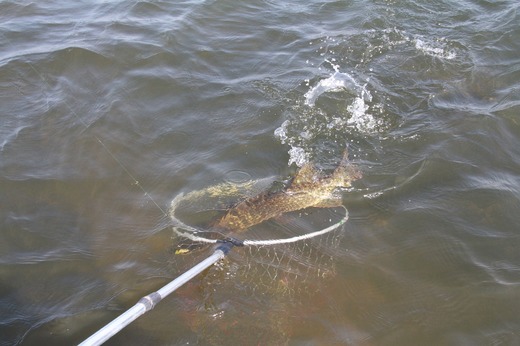 pike-765441_1920.jpg