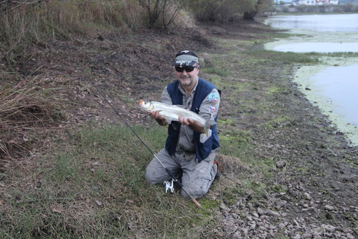 River tarpon