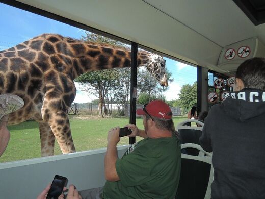 Safari.jpg