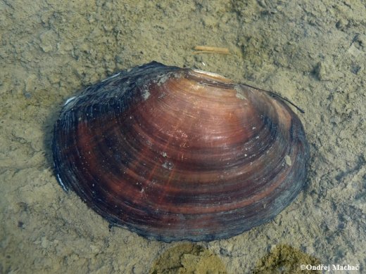 Sinanodonta_woodinana2_2154.jpg