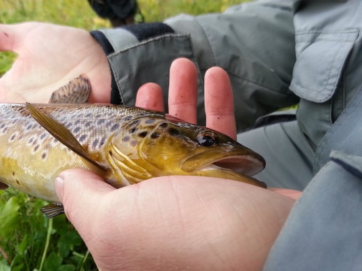 trout-1178327_1920.jpg