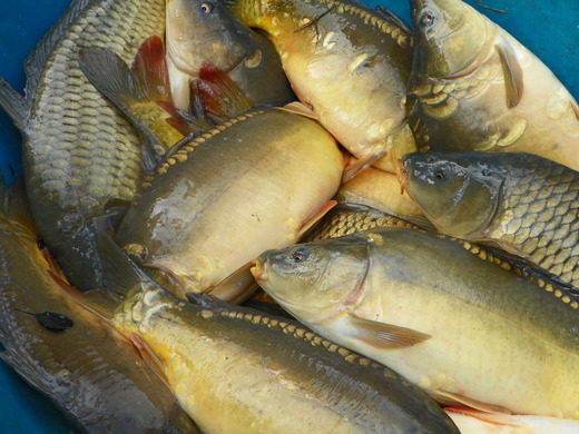 Kapr obecný (Cyprinus carpio).JPG