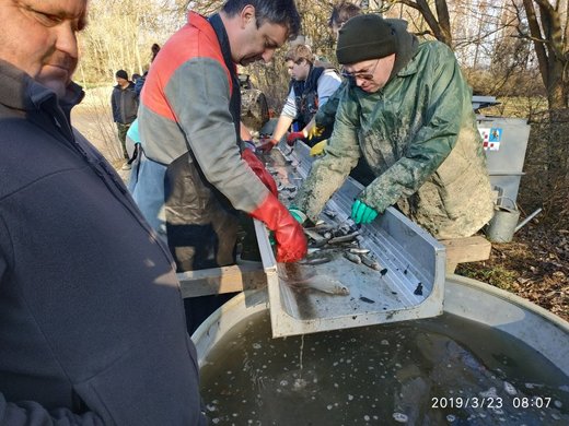 Vylov_Cerny_rybnik15.jpg
