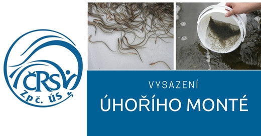 Vysazení monté.jpg